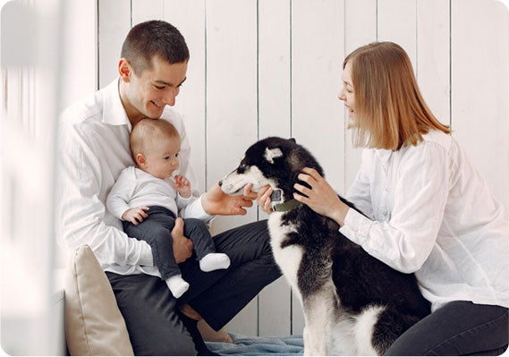 Top Tips for Keeping Your Home Clean with Pets Around